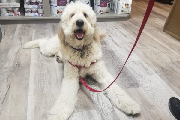 Happy white dog sitting on the floor.