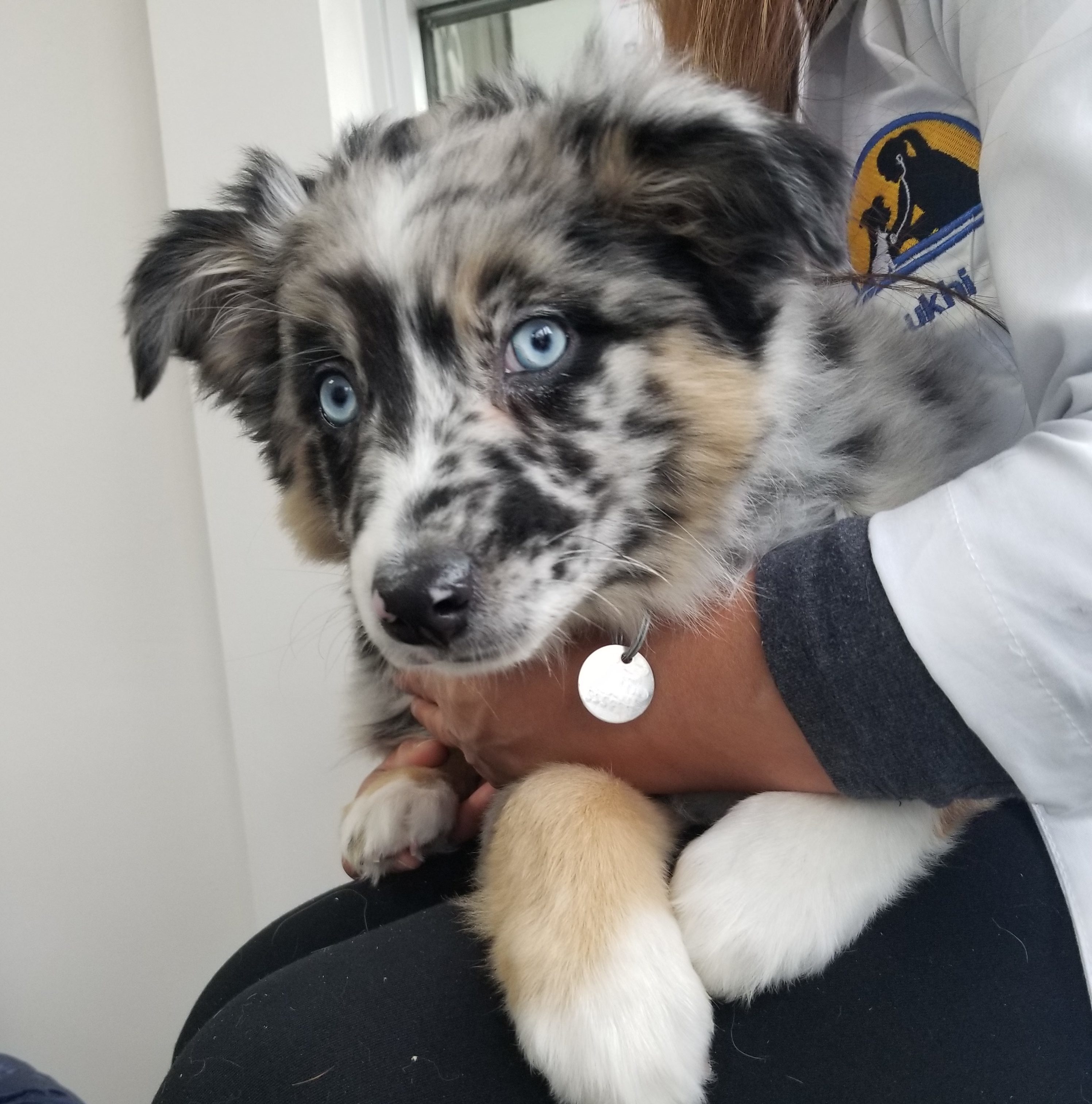 Blue eyed dog sitting on a vets lap.