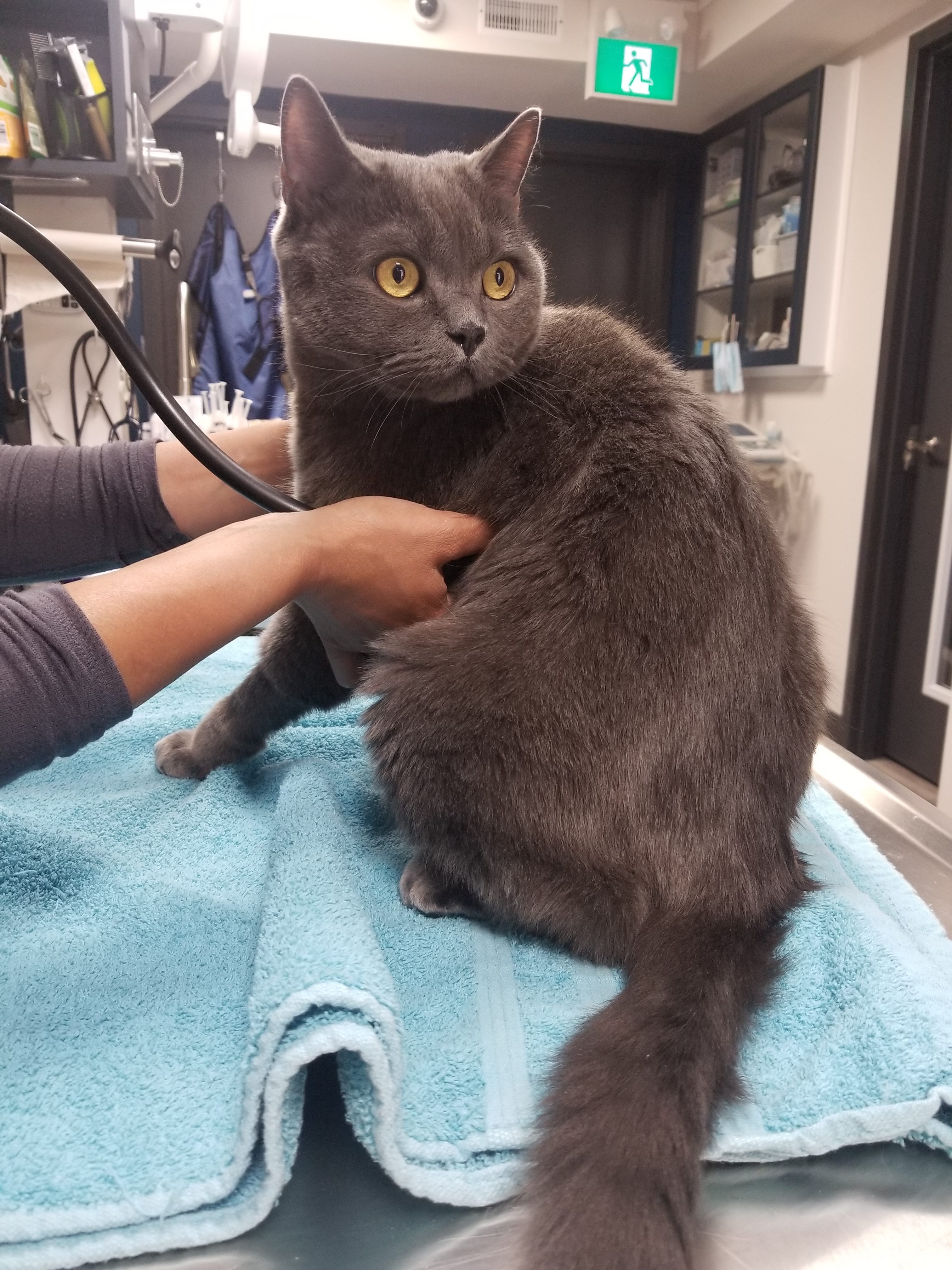 Fluffy grey cat getting an exam.