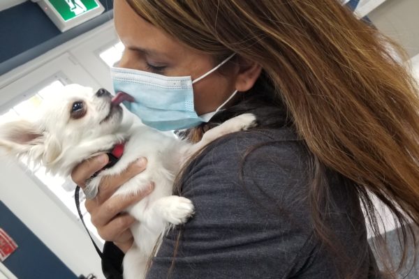 Small dog up in the arms of a masked vet.