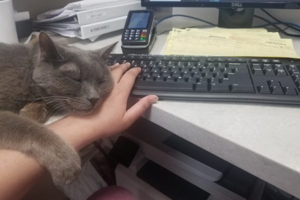 Grey cat sleeping on the reception desk resting its head on someones hand.