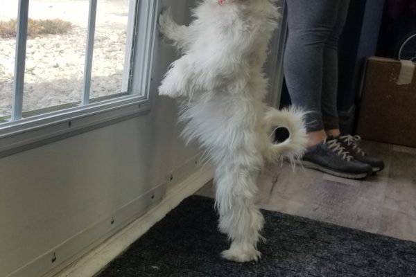 Small white dog standing on its hind legs looking out the window.