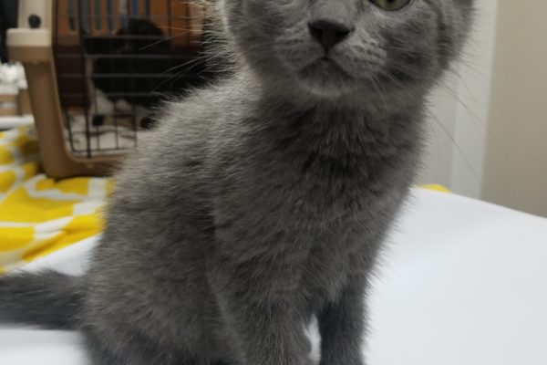 Little grey kitten.