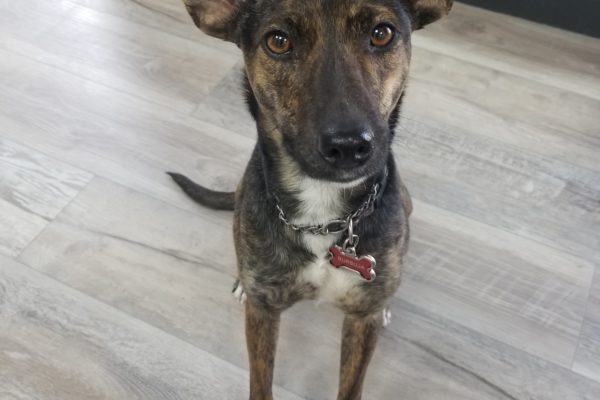 Big eared dog sitting on the floor.