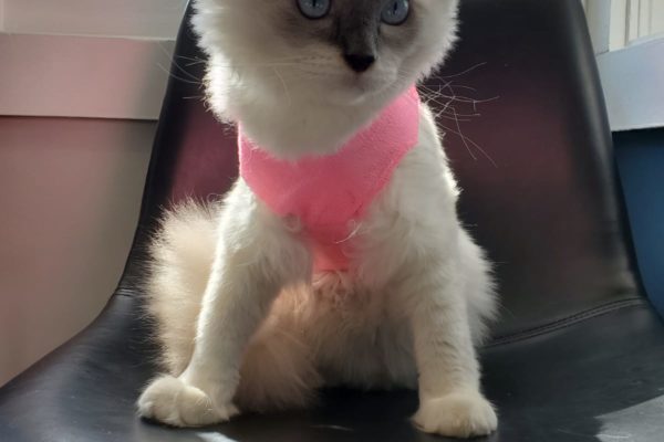 Fluffy white cat with a pink bandage sitting on a chair.