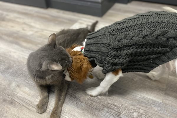 Grey cat laying on the floor with small dog in a sweater.