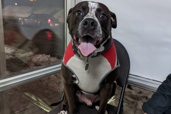 Happy dog sitting on a chair.