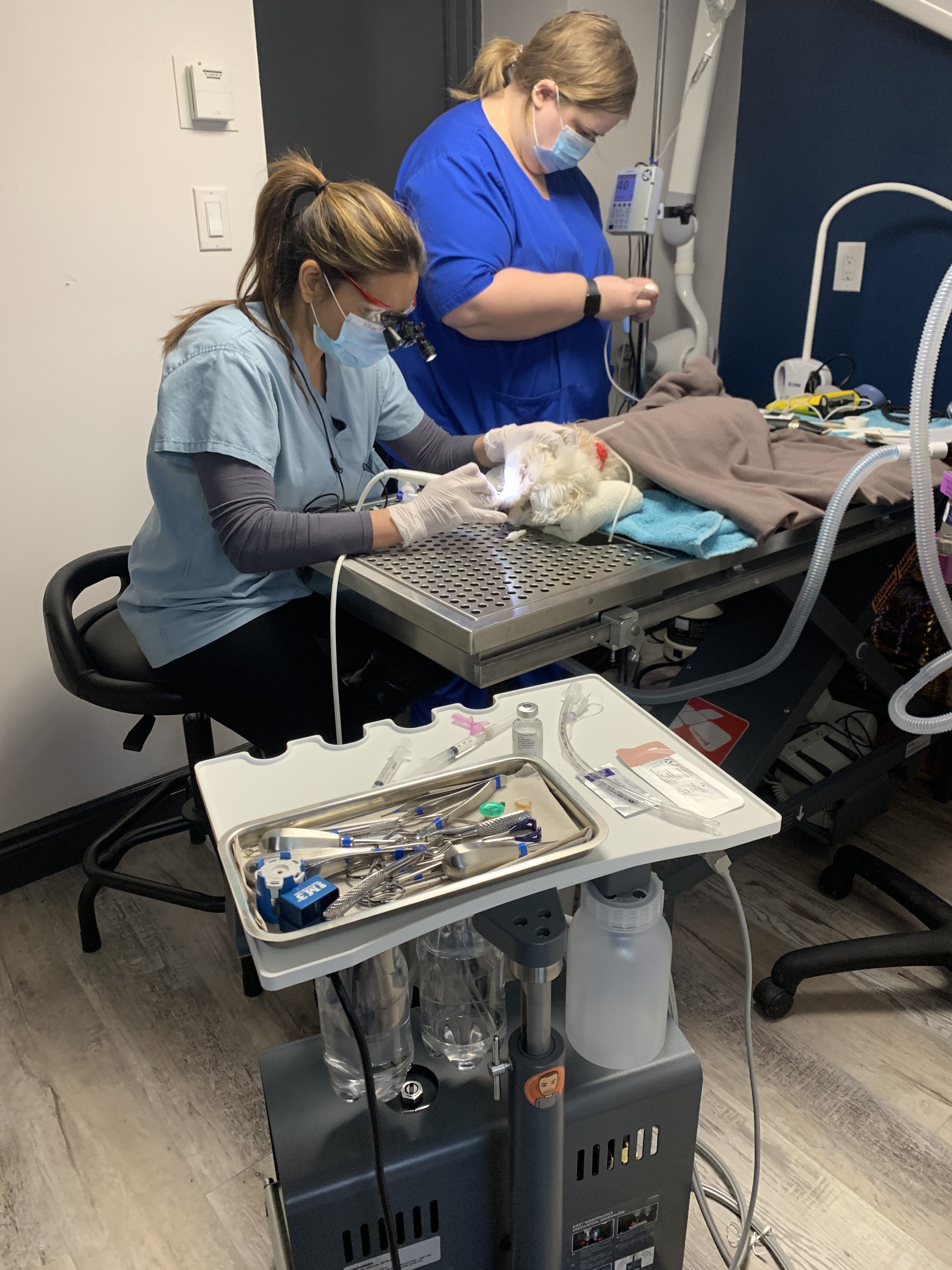 A dog receiving a dental procedure.