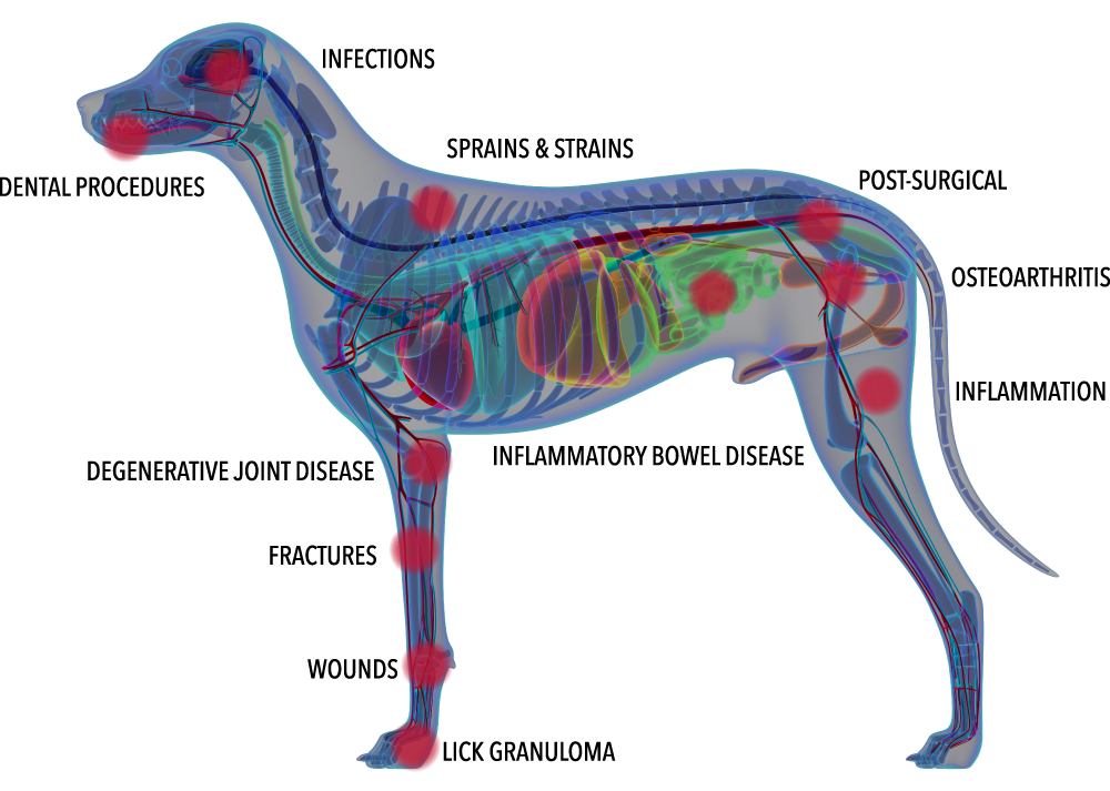 Laser therapy pain points.