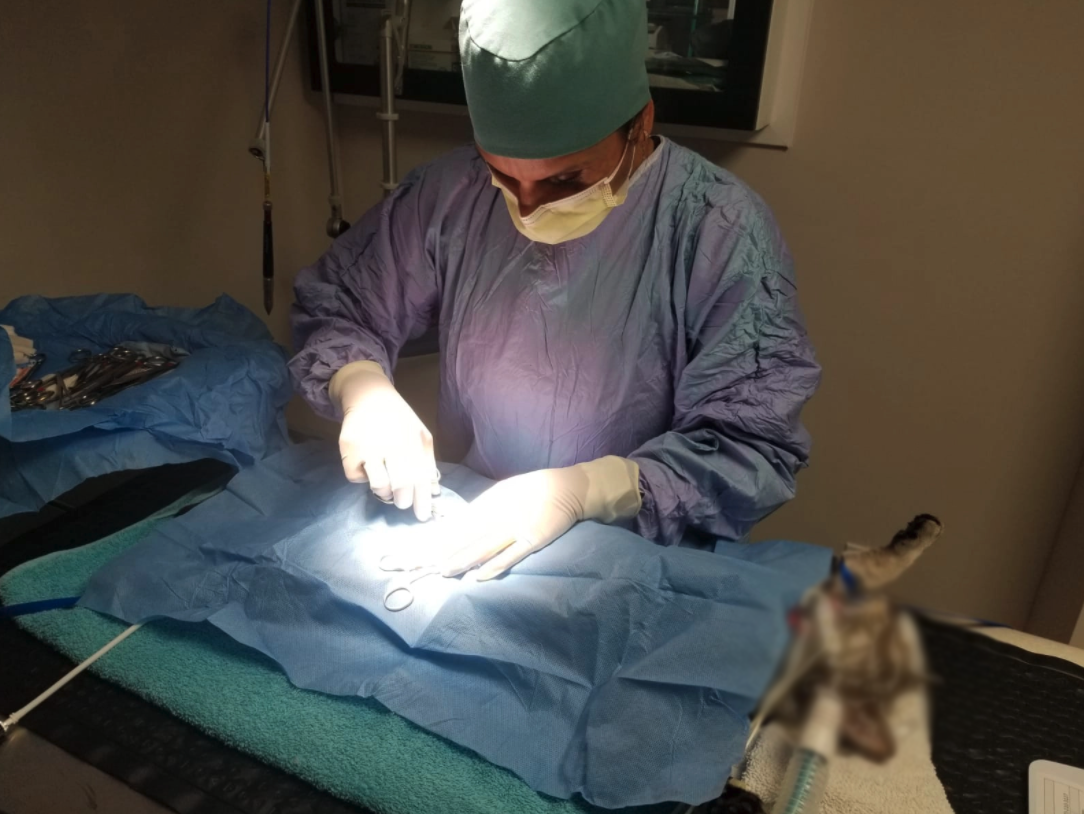 Vet preforming surgery on cat.